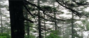 隆林—金鐘山原始森林風景區