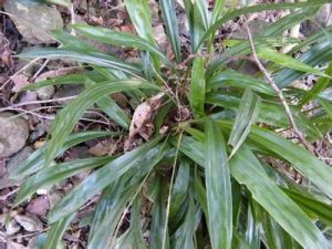 小囊灰脈苔草 小囊灰脈苔草