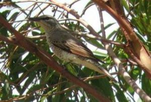 小長嘴鵑 小長嘴鵑