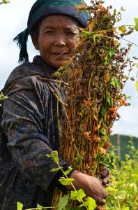 彝山苦蕎賦 彝山苦蕎賦