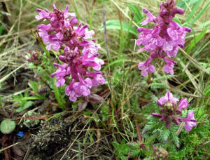 具冠馬先蒿 具冠馬先蒿