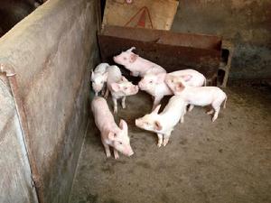 景線村生豬養殖業