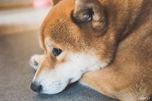 柴犬[日本柴犬]