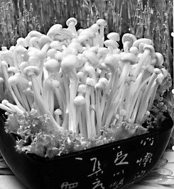 金針菇脯 金針菇脯