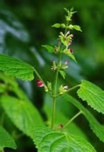 粗壯冠唇花 粗壯冠唇花