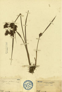 少花毛軸莎草 少花毛軸莎草