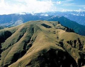 光頭山苔草 光頭山苔草