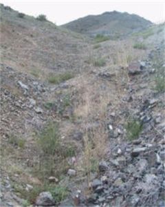 多型大蒜芥 多型大蒜芥