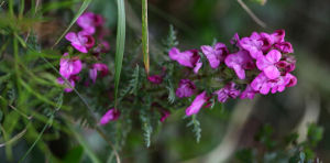 塔氏馬先蒿 塔氏馬先蒿