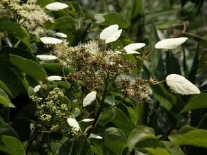圓葉鑽地風 圓葉鑽地風