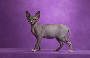 斯芬克斯貓 Sphynx 斯芬克斯貓 Sphynx