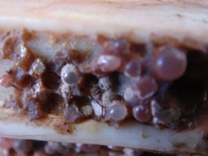 佛牙舍利 佛牙舍利