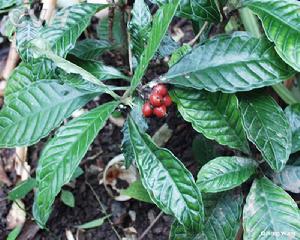 駁骨九節 駁骨九節