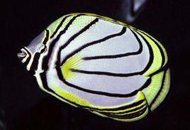 黑斜紋蝶 黑斜紋蝶