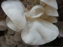 白毛木耳 白毛木耳