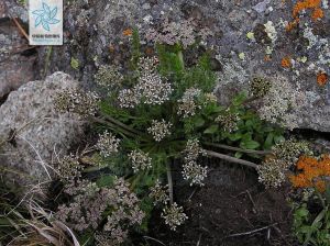 苞裂芹屬 苞裂芹屬