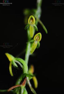 察瓦龍舌唇蘭 察瓦龍舌唇蘭