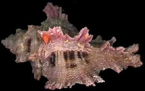 窗格骨螺 窗格骨螺