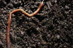 地龍入土 地龍入土