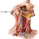面神經損傷 面神經損傷
