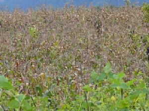 成新廠自然村發展重點－玉米種植