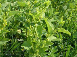 大葉馬兜鈴 大葉馬兜鈴