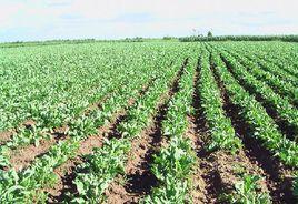 八井子鄉 八井子鄉