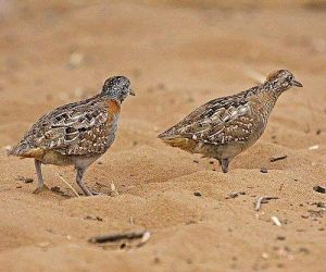 三趾鶉目 三趾鶉目