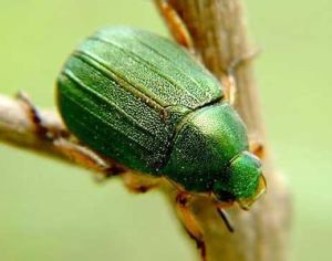 翠綠異麗金龜 翠綠異麗金龜