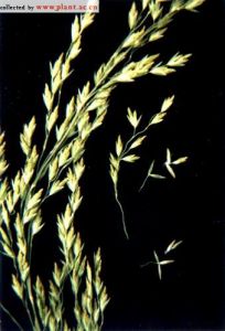 普通早熟禾 普通早熟禾