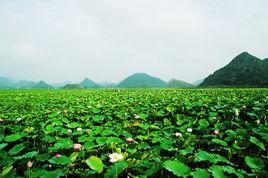 蓮藕花葉圖 蓮藕花葉圖