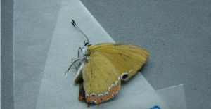 美麗彩灰蝶 美麗彩灰蝶