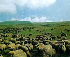 盤縣高原草場風景名勝區