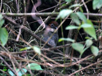 白喉蟻鶇 白喉蟻鶇