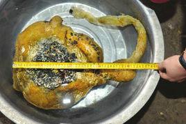 沱江醜八怪 沱江醜八怪