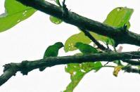 橙額短尾鸚鵡 橙額短尾鸚鵡