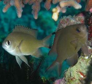 細鱗光鰓魚 細鱗光鰓魚