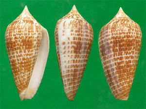 雙重芋螺 雙重芋螺