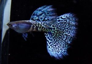 金屬孔雀魚 金屬孔雀魚