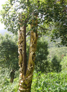 活體樹雕 活體樹雕