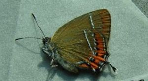 蘋果烏灰蝶 蘋果烏灰蝶