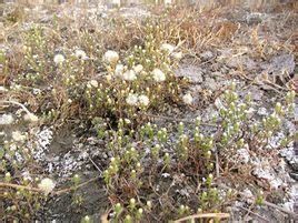 西疆短星菊 西疆短星菊