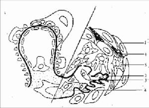 老年人急進性腎炎