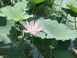 荷花定律 荷花定律