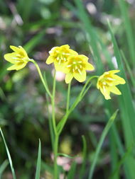 西藏塵瓣花 西藏塵瓣花