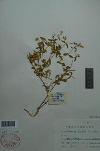 二柱繁縷 二柱繁縷