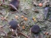 吳茱萸生星盾炱 吳茱萸生星盾炱