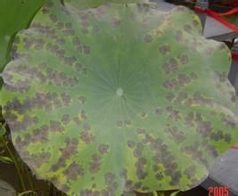 荷花褐紋病 荷花褐紋病