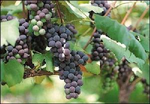 蘭考葡萄