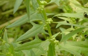 長毛墊狀駝絨藜